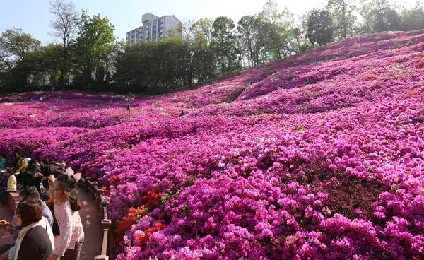 봄의 전령 벚꽃, 진달래, 철쭉이 활짝