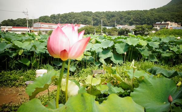 연꽃 만나러 떠나볼까!!